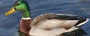 L’ANATRA ALL’ARANCIA