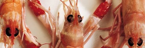 crostacei_scampi_def